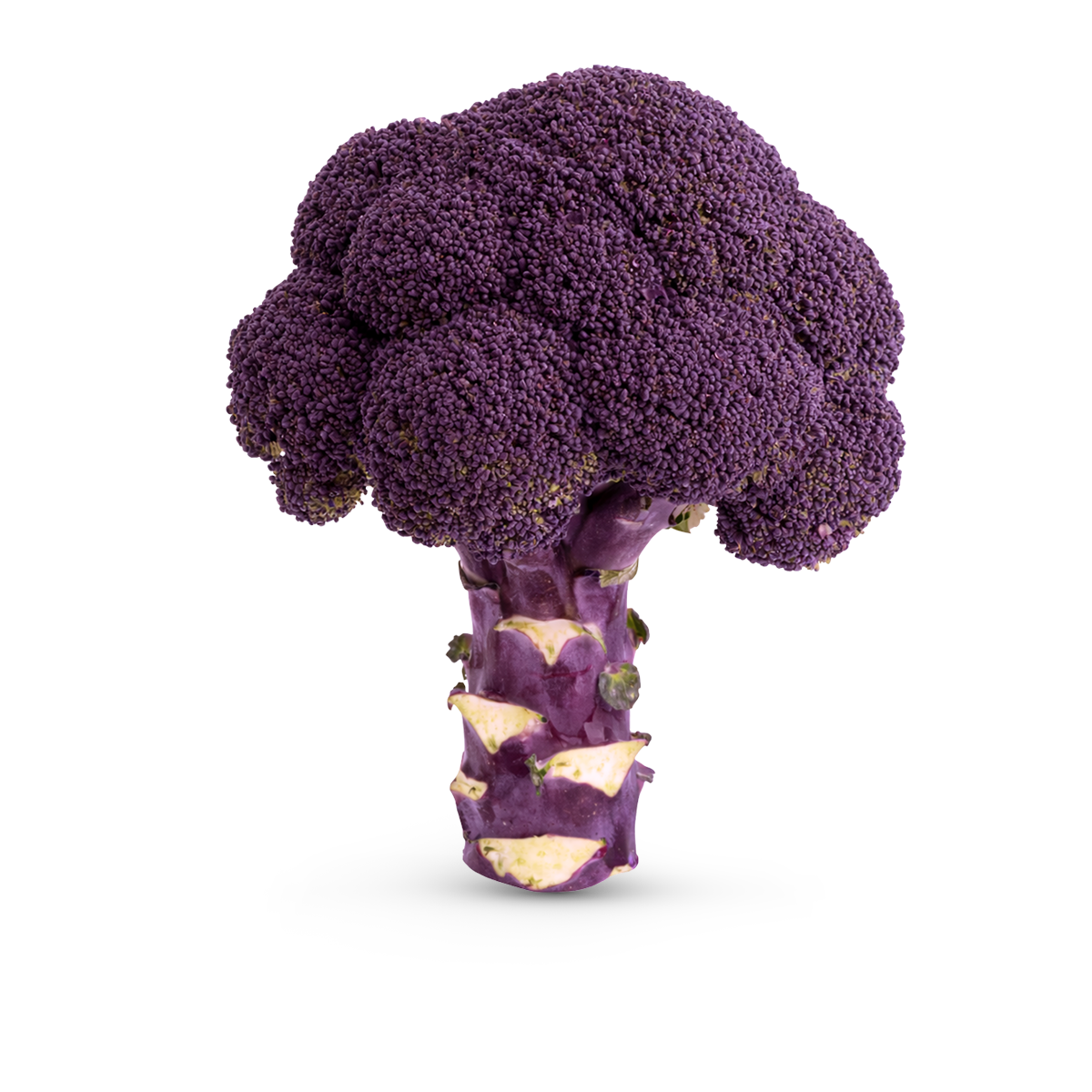 BRÓCOLI MORADO