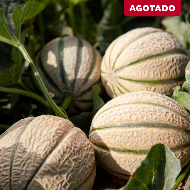 CAJA DE MELÓN CANTALOUPE