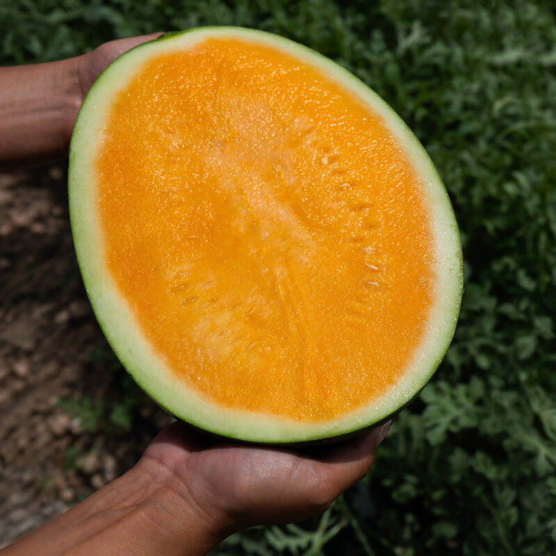 CAJA DE SANDÍA NARANJA